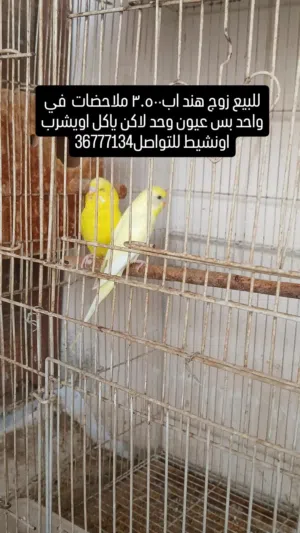 طيور هند للبيع