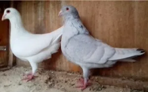 زوج زاجل الانثى البيضاء