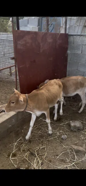 عجلات عمانيات للبيع 3 روس عمر سنة خاليات من كل لعذاريب