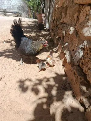 متاح دجاجة عربية