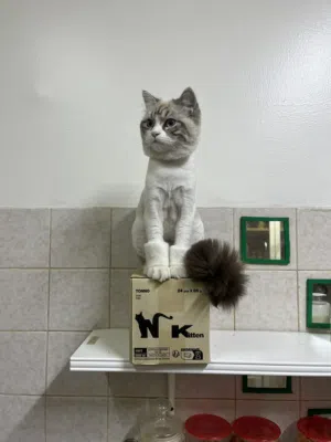 3 pure Persian kittens for Adaption only.