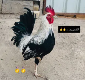 محصار السيافي الكويتي 