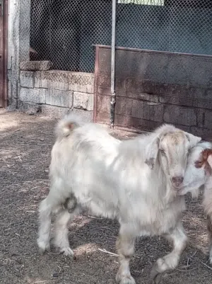 تيس من حلال الجواميد عمره فوق 2سنه وإنتاج طيب