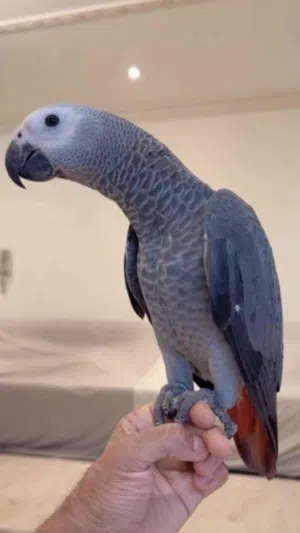 فرخ كاسكو للبيع