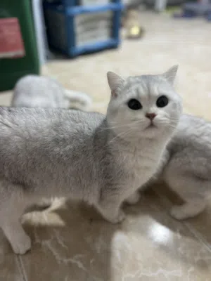قطط من اهالي مسجله