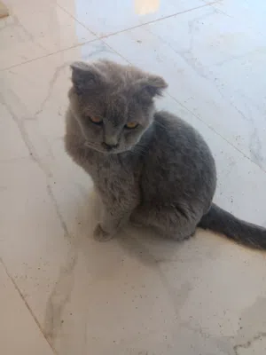 قطة سكوتش الحجم كبير للتبني