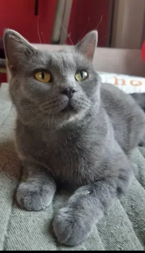 Russians blue male cat