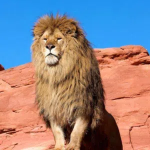 كرار الراقي