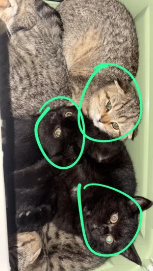 سكوتش للتبني