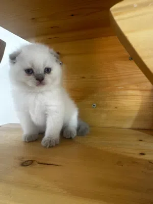 scottish fold 2 months old for sale