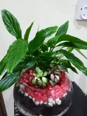 peace Lily