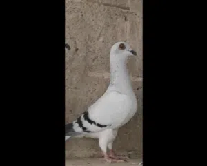 اربع جواز للبيع مع ثلاث فراخ