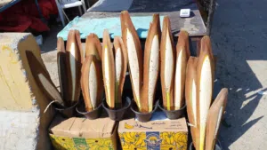 نبات نخيل/ لقاح نخيل