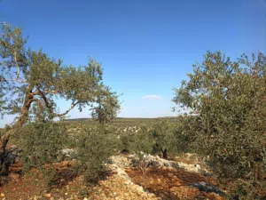 قطعة ارض للبيع