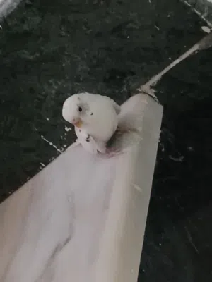 كوبيه بقلينوا انتيه ودكر
