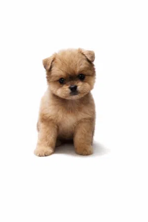 Mini toy poodle,maltipoo,pomernian,priness shitzu