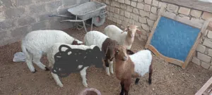 اربع خرفان ربي يبارك عمرهم3شهور