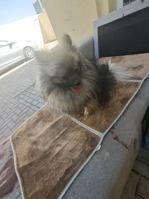 كلب نضيف مطعم و مدرب يسلم و يجلس