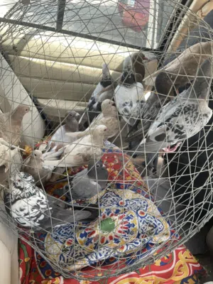 للبيع حمام حط سعرك وشيل