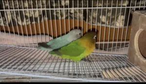 Birds for sale