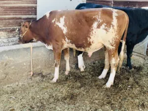 عجل هولندي سمين وحلو معلوف براسه