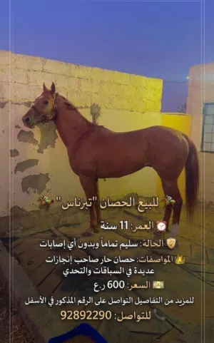 حصان ثربرد للبيع