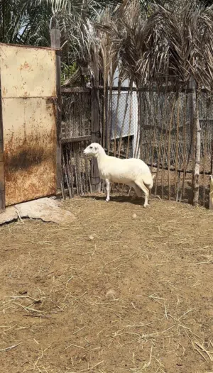 جاعده يمنيه حباصي