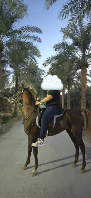 خيل للبيع جميل صح ممتازه مخلوط رفيع نشيط هادء