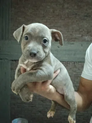 جراوي بيتبول