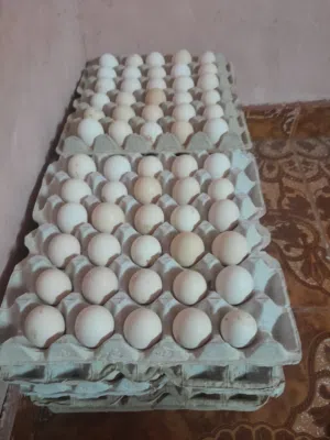 بيض مخصب، دجاج عماني 100/1000