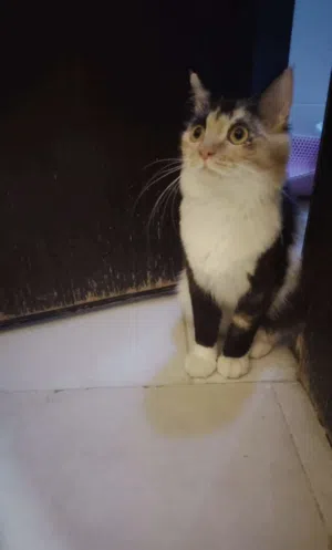 قطة للتبني كالوكي شيرازي أنثى