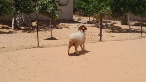 فطيمه وطنيه مشالله عمرها ف7شهور محصنه وسليمه العيوب