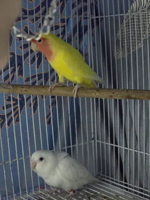 Lovebirds for Sale