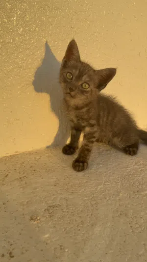 قطة رمادي صغير يحتاج عائلة محبة small gray kitten needs a loving family