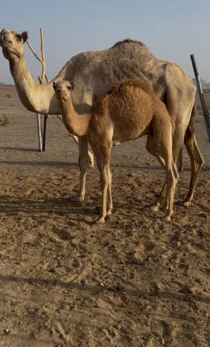 ناقه مع ولدها