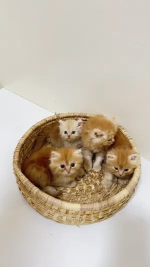 قطط للبيع عمر شهر ونص