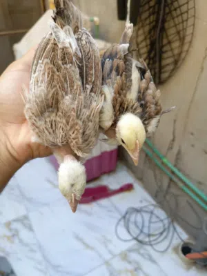 زوج ابو ركيبه دندراوي فاتح. العمر شهر