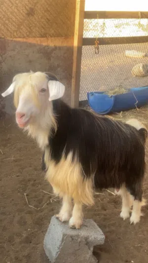 للبيع عنز بصحة جيده رحبيه 4 ولدات تقريبا