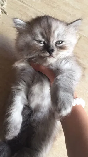 grey persian kittens
