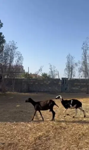 غنــم للبيع