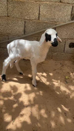فطيمه للبيع عمرها شهرين سبب لبيع امها ماتت