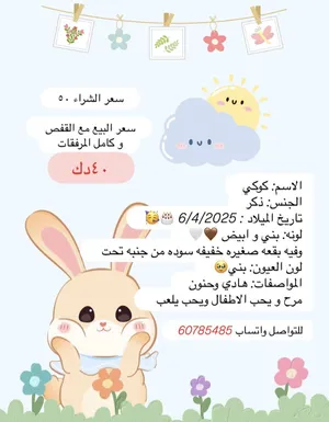 ‏أرانب‏1