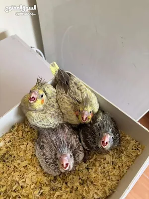 Birds1