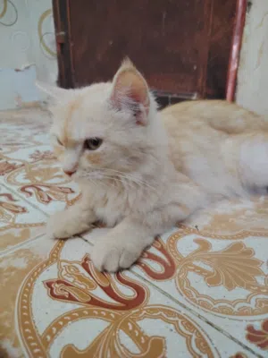 قطه اليفه شيرازي قابل