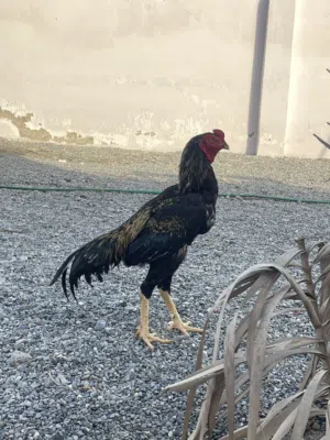 ديك باكستاني