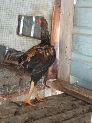 ديك الماني بالصلاة على النبي