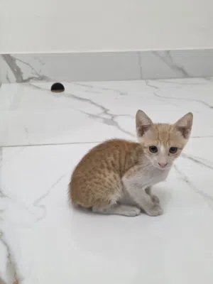 kitten for adoption