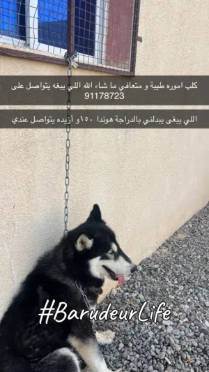 كلب هاسكي أموره طيبه ومتعافي ما شاء الله