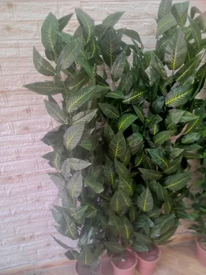 ‏أشجار - نباتات‏3