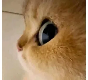 زينب 